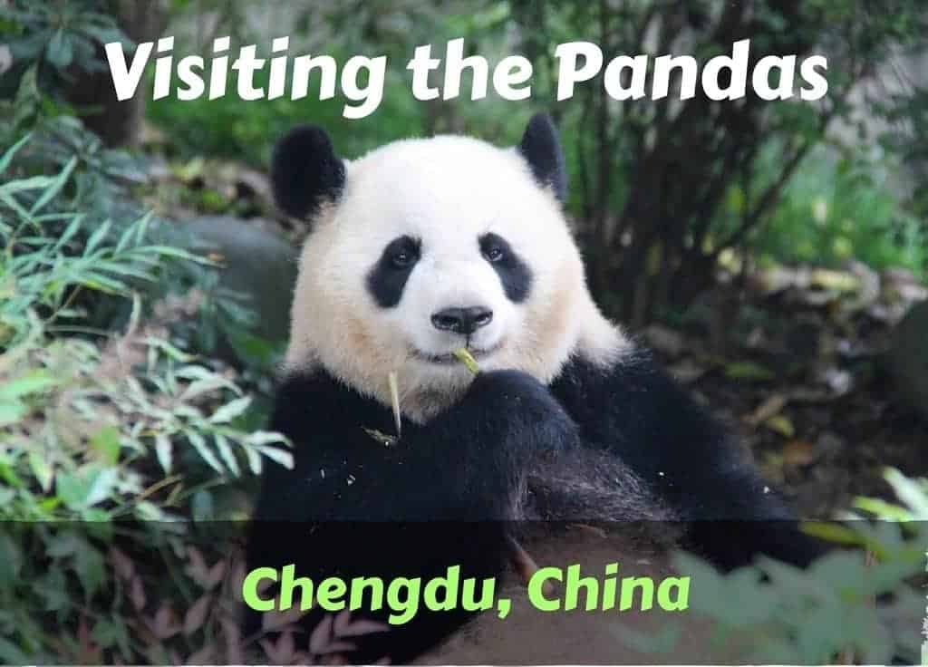 Panda Dynasty tweet media