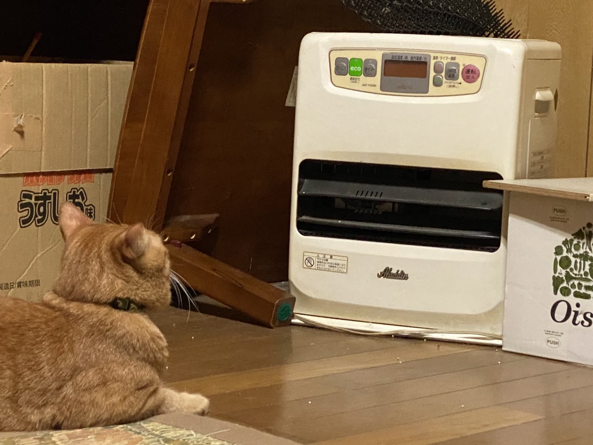 Top Tweets for #猫好 on Twitter. - TwStalker