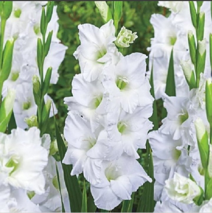 Гладиолус просперити. Гладиолус Уайт Просперити. Гладиолус Уайт Просперити (White Prosperity). Гладиолус Уайт Просперити Gladiolus White Prosperity. Гладиолус large flowering White.
