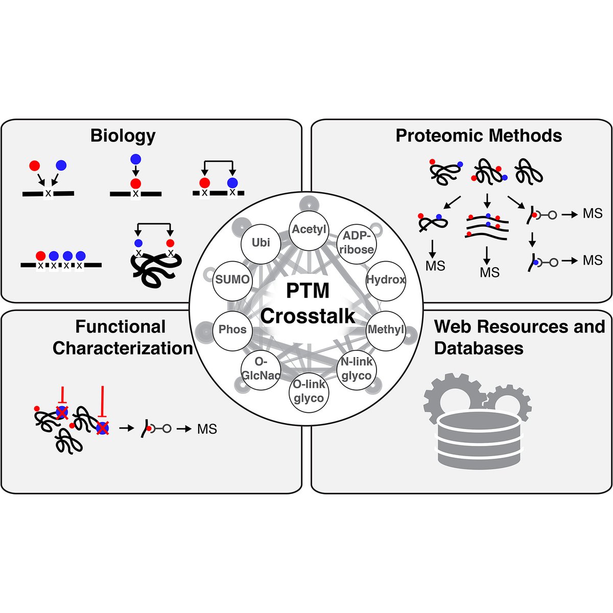 Molecular & Cellular Proteomics (@molcellprot) on Twitter photo Leutert et al. provide an overview of the basic modes of #PTM crosstalk, the proteomic methods to elucidate PTM crosstalk, and approaches that can inform about the functional consequences of #PTMcrosstalk ― <a href="/UW/">University of Washington</a> <a href="/MarioLeutert/">Mario Leutert</a> <a href="/juditvr/">Judit Villen</a> <a href="/sam_entwisle/">Sam Entwisle</a>
mcponline.org/article/S1535-… Leutert et al. provide an overview of the basic modes of #PTM crosstalk, the proteomic methods to elucidate PTM crosstalk, and approaches that can inform about the functional consequences of #PTMcrosstalk ― <a href="/UW/">University of Washington</a> <a href="/MarioLeutert/">Mario Leutert</a> <a href="/juditvr/">Judit Villen</a> <a href="/sam_entwisle/">Sam Entwisle</a>
mcponline.org/article/S1535-…