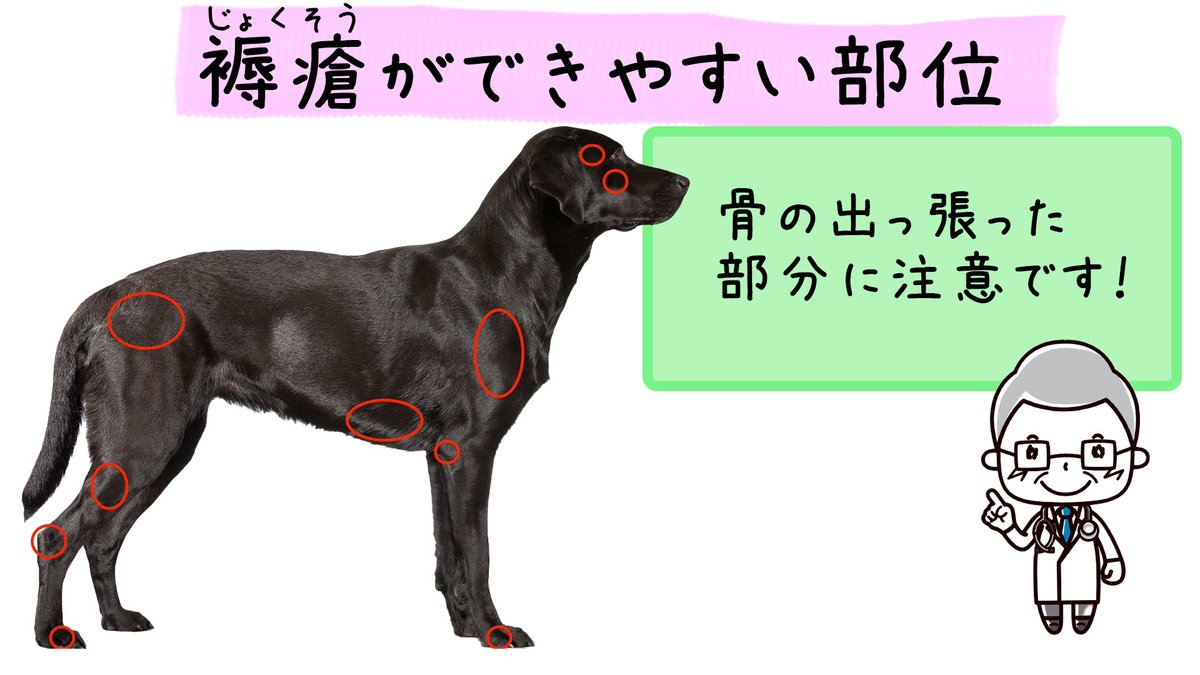 犬と猫の緩和ケア 介護 獣医 Inunekokaigo Twitter 犬と猫の緩和ケア 介護 獣医 Inunekokaigo Twitter