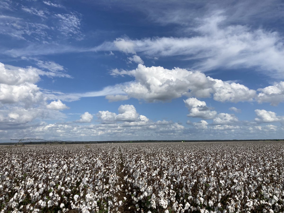 Brad79457759's tweet photo. Forgot to post these!  Picking cotton last week in the Brazos bottom powered by NACHURS® Liquid Fertilizers Bio-K!  #KFuel for the win
#Nachurs
#BioK
#KFuel
#BioKBeene https://t.co/TFJnHQZl3E