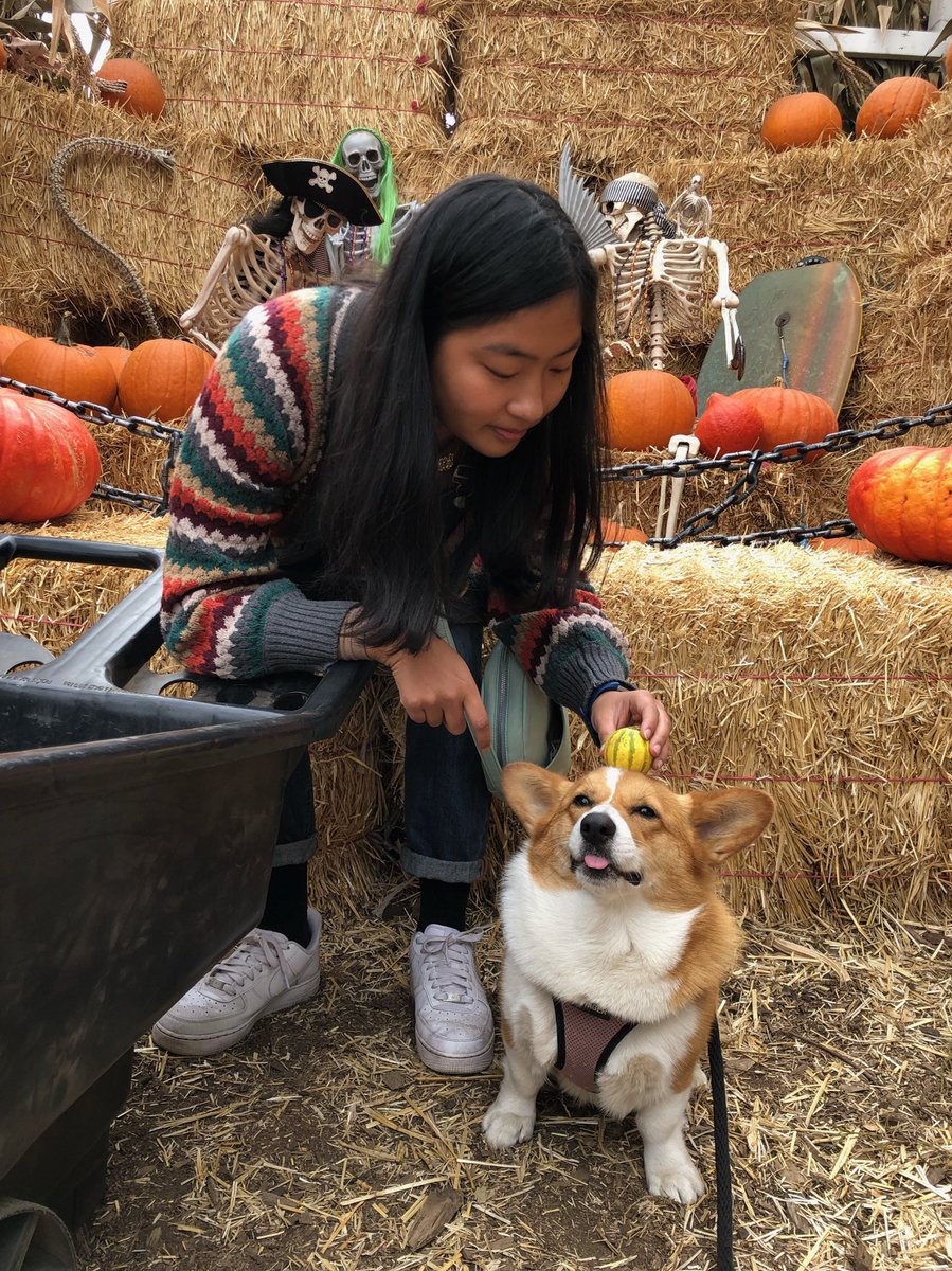 basilcorgi's tweet photo. auntie kelly LOVES to prank me! ha ha so much fun being a dog https://t.co/U4166rDV5F