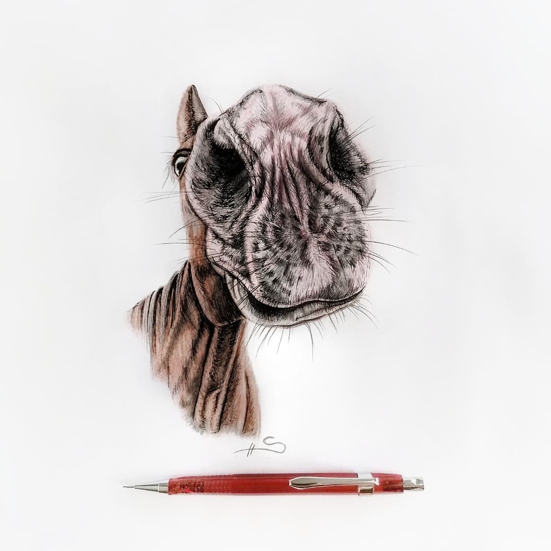 😏 
#berlin #artist #art #pencilart #portraitart #pencilsketch #pencildrawing #animals #horse #funny #cute #pferdeliebe #sketch #sketchbook #sketches #sketchart #drawingsketch #pencil #painting #painter #kunst #pferd #Smile #painter #wildlife