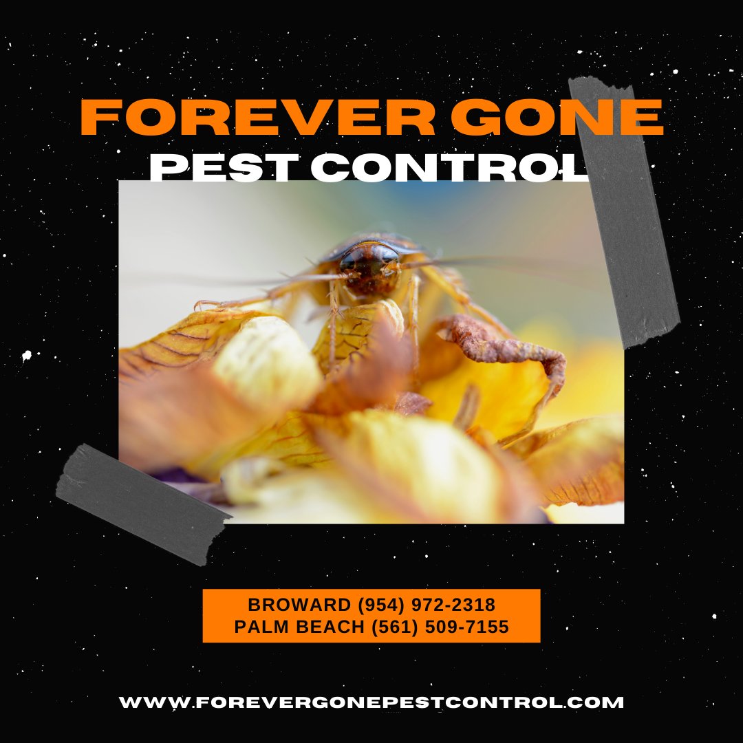 ForeverGonePC's tweet photo. Having Pest Problems? Give Us a Call Today!

#fall #pest #pestcontrol #southflorida #palmbeach #broward #bugs #forevergonepestcontrol #residential #commercial #lawncare https://t.co/XuUrkcmHYF