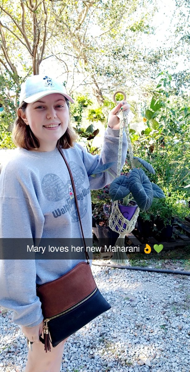 Erika228Botany's tweet photo. Happy Customer @ my plant Nursery yesterday! 🌿💚 What I love making ppl happy finding thier wish list plants in my shop! #Maharahi#Alocasia#PlantPeoplearethebestpeople#lovemyjob#localhandmademacrame#plantsgrownwithlove#Dragonflies&amp;AlibisPlantNursery https://t.co/OpzQLII6va