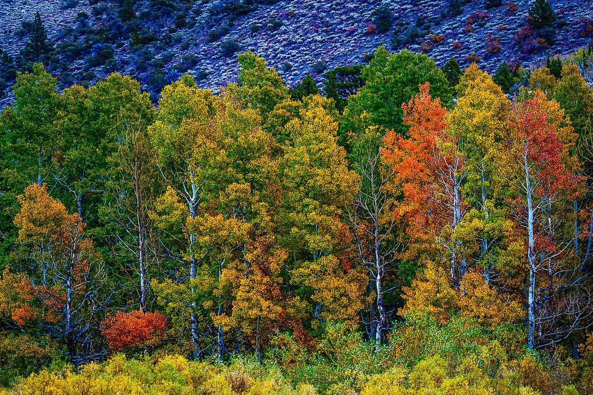 CalifFallColor's tweet image. The June Lake Loop @EasternSierra  is transitioning from Patchy to Near Peak #fallcolors, as shown on CaliforniaFallColor.com #autumn #fall #landscapephotography #autumnleaves #AutumnFalls #autumnwatch @VisitCA @visitmammoth