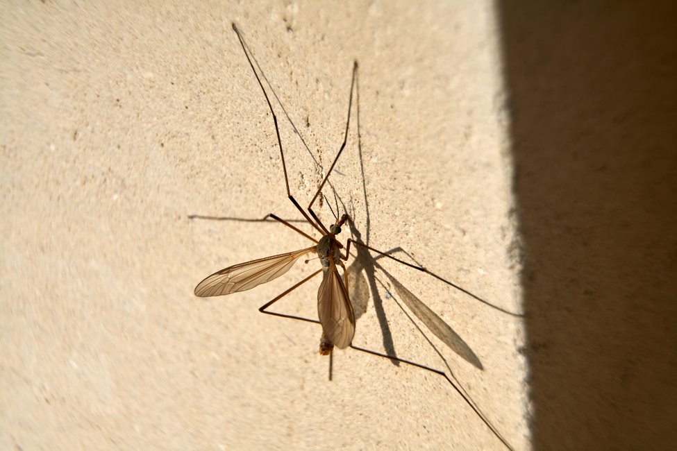 Did you know? Daddy longlegs are sometimes known as jenny longlegs or jennys in Scotland 🕷 🕸 

For more fascinating facts check out our new spidery spotter’s guide! 
cpre.org.uk/discover/top-s… #SpiderSeason