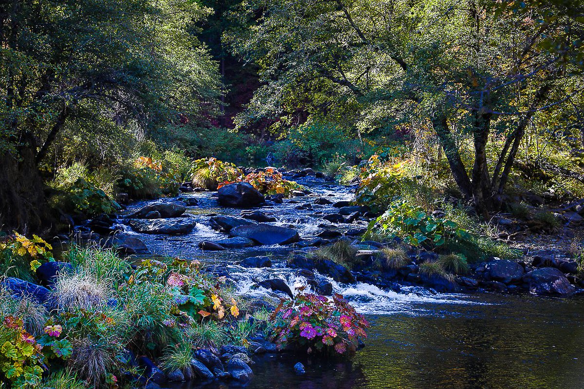 CalifFallColor's tweet image. Spanish Creek @plumascounty survived the Dixie Fire and its Indian Rhubarb are Near Peak, as seen on CaliforniaFallColor.com #autumn #fall #AutumnFalls #autumnwatch #fallcolors #autumnleaves #NaturePhotography #landscapephotography