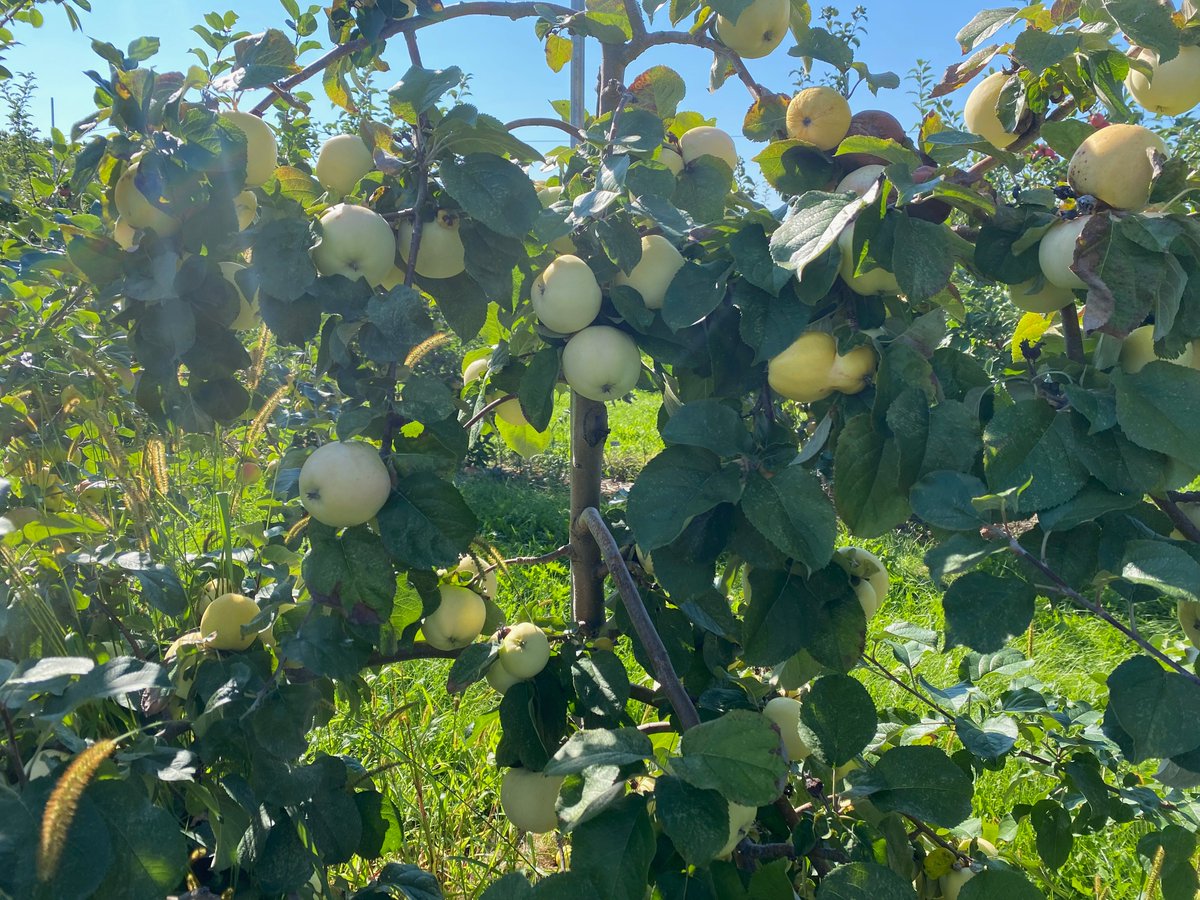 ZoΓ« Migicovsky (@zoemig) on Twitter photo I'm so thrilled to be editing a special issue, Fruit in Focus, with <a href="/phylofeast/">Beth Forrestel</a> π and <a href="/ewarschefsky/">Emily Warschefsky</a> π₯ for one of my favourite journals, <a href="/plantspplplanet/">Plants People Planet π±π₯π</a> ππππππ₯π«ππππ
Please share your fruit-related articles by March 15 2022, more details here: newphytologist.org/news/view/287 I'm so thrilled to be editing a special issue, Fruit in Focus, with <a href="/phylofeast/">Beth Forrestel</a> π and <a href="/ewarschefsky/">Emily Warschefsky</a> π₯ for one of my favourite journals, <a href="/plantspplplanet/">Plants People Planet π±π₯π</a> ππππππ₯π«ππππ
Please share your fruit-related articles by March 15 2022, more details here: newphytologist.org/news/view/287