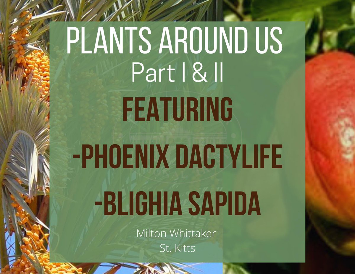 SCNationalTrust's tweet photo. Herbal Monday featuring Phoenix dactylife (date palm) and Blighia sapida (ackee).

Visit https://t.co/DopEYeRo0R to see featured full article. https://t.co/6i3HZIWiqb