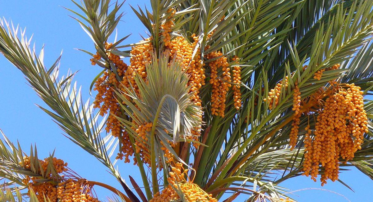 SCNationalTrust's tweet photo. Herbal Monday featuring Phoenix dactylife (date palm) and Blighia sapida (ackee).

Visit https://t.co/DopEYeRo0R to see featured full article. https://t.co/6i3HZIWiqb