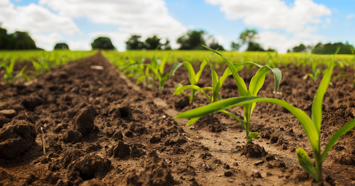 Management of nematodes can be difficult. Consider next year's approach with COUNTER® 20G corn soil insecticide and nematicide, available for Lock’N Load®, SmartBox®, and SIMPAS™ systems. bit.ly/3Ez3QJ3

COUNTER 20G is a restricted use pesticide.s