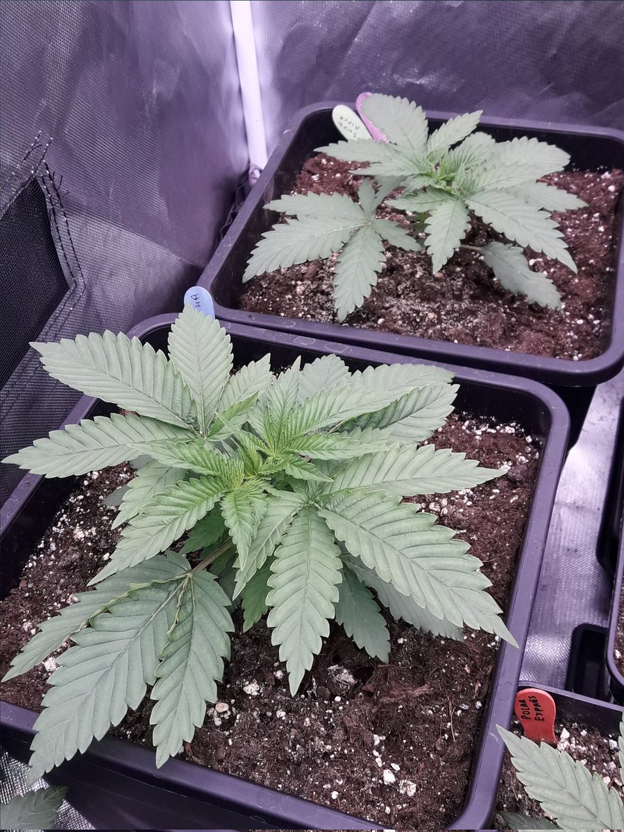 AdrycManellson's tweet photo. ¿ #BudMaker y #PolarExpress #Auto o #Makaha y #SnowRipper #Fem de @GreenbudSeeds Verde Mundo ?.
Aquí las tenéis en #AdrycsCove #SailingTheGreenSea en #Conserva #Sust #BatMix @PlagronAruba #Natural en #PureTent #RefPet bajo #ThePureLed480Pro @ThePureFactory_ by @DPlantasur...🧚♂️😎 https://t.co/3ctXtOJLQH