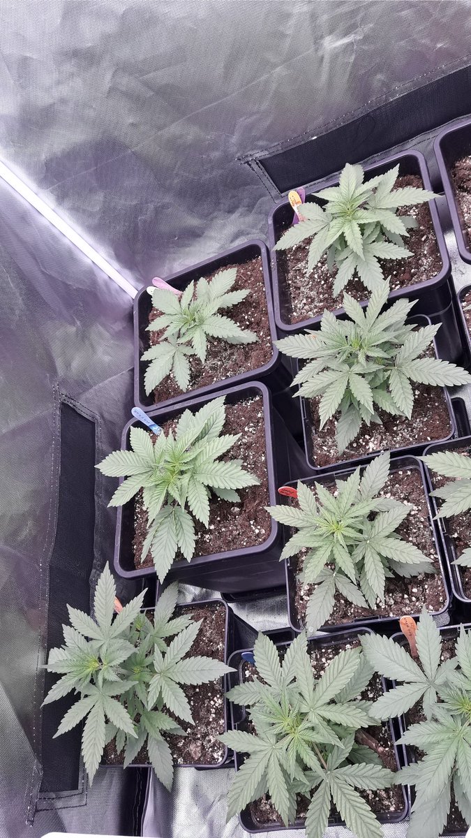 AdrycManellson's tweet photo. ¿ #BudMaker y #PolarExpress #Auto o #Makaha y #SnowRipper #Fem de @GreenbudSeeds Verde Mundo ?.
Aquí las tenéis en #AdrycsCove #SailingTheGreenSea en #Conserva #Sust #BatMix @PlagronAruba #Natural en #PureTent #RefPet bajo #ThePureLed480Pro @ThePureFactory_ by @DPlantasur...🧚♂️😎 https://t.co/3ctXtOJLQH