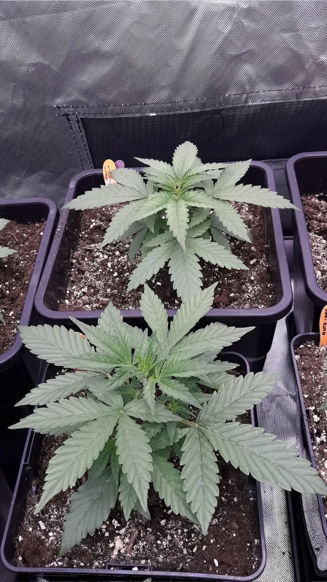 AdrycManellson's tweet photo. ¿ #BudMaker y #PolarExpress #Auto o #Makaha y #SnowRipper #Fem de @GreenbudSeeds Verde Mundo ?.
Aquí las tenéis en #AdrycsCove #SailingTheGreenSea en #Conserva #Sust #BatMix @PlagronAruba #Natural en #PureTent #RefPet bajo #ThePureLed480Pro @ThePureFactory_ by @DPlantasur...🧚♂️😎 https://t.co/3ctXtOJLQH