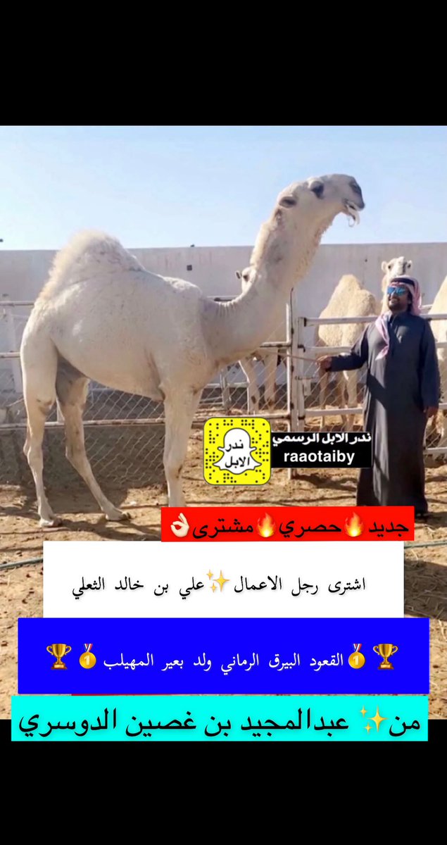 ندر الإبل tweet media