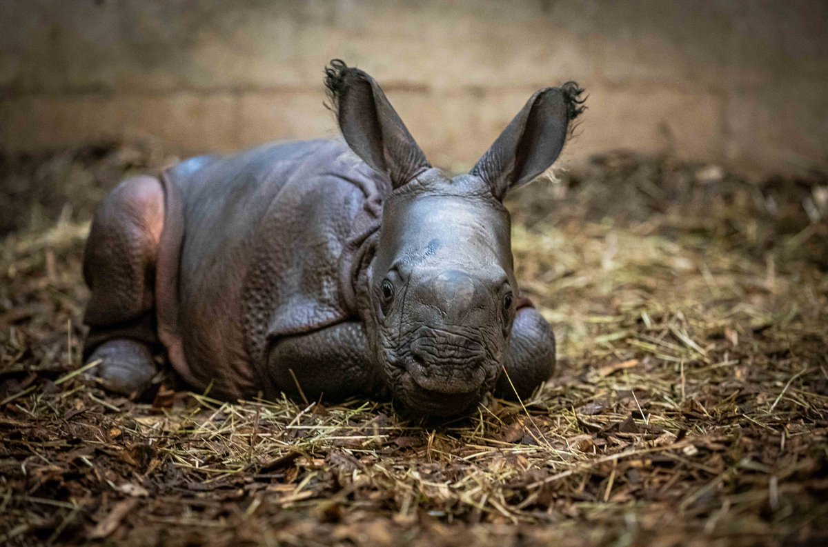 It's a girl! On Saturday, at 3:29 a.m., our greater one-horned rhino Tashi gave birth to a beautiful baby girl! She came in at a whopping 130 lbs! Our team will closely monitor Tashi and the calf, but currently, mom and calf are doing great. More info here:bit.ly/3DTujQc