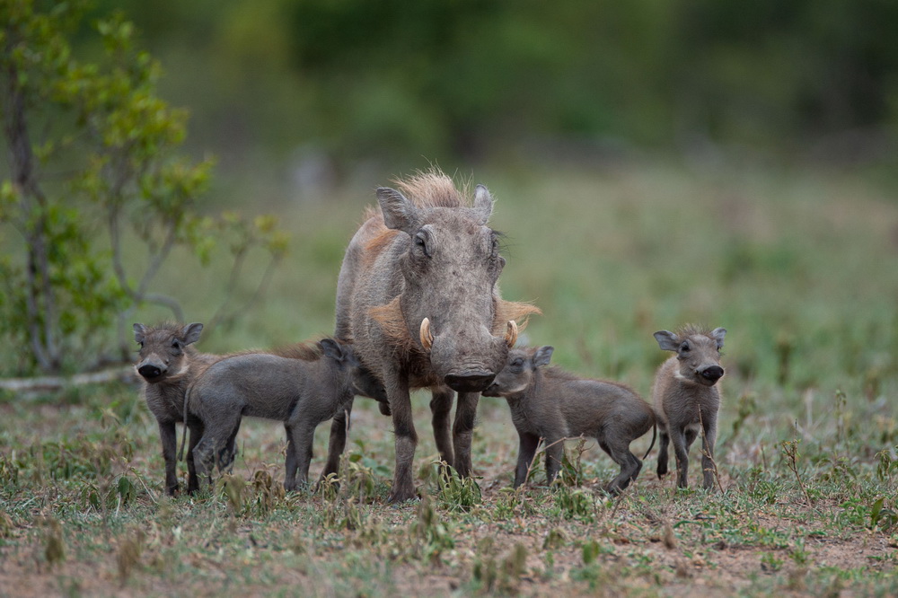AfricanSafaris's tweet photo. Female #warthogs can have up to eight young at once, though they usually only have two or four after a six-month gestation period.  Baby warthogs are called #piglets.  At birth, piglets weigh between 450 and 900 grammes. ❤️🐷

#warthog #cutepiglets https://t.co/M195CD0ZFh