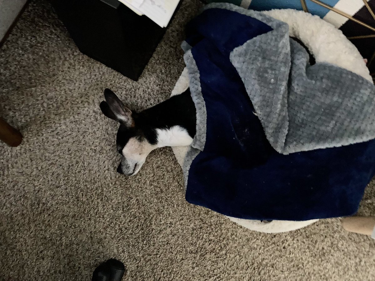 Camara_Lewis's tweet photo. someone has the Monday blues. #PetsofPRSA π https://t.co/nspMRZI8Ri