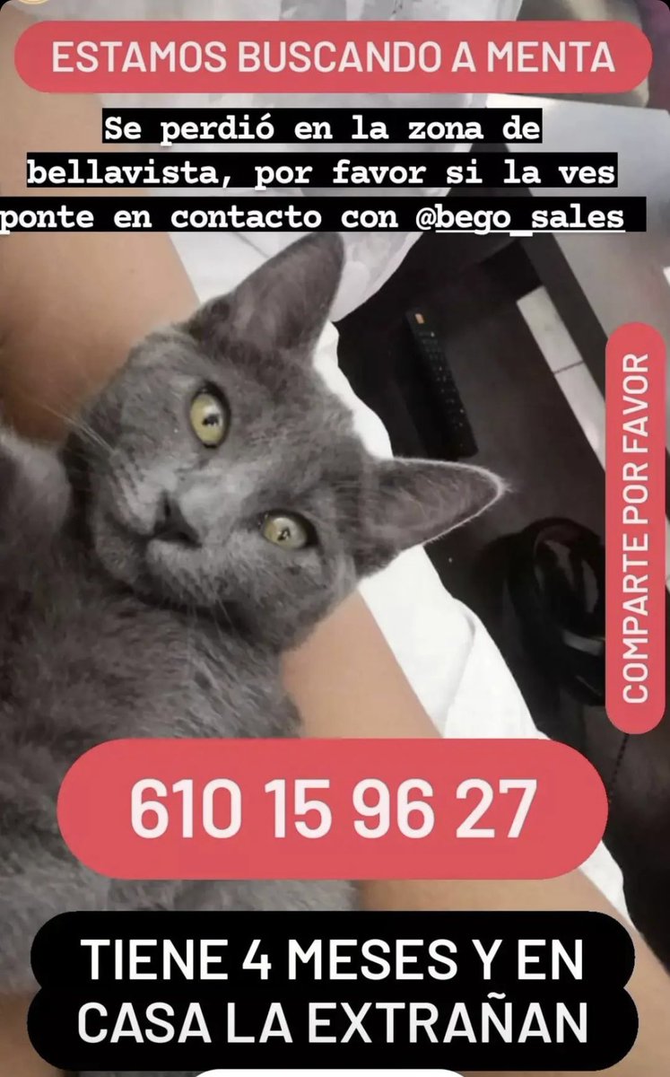 gemmasannchez's tweet photo. Buenas tardes! Agradecería que compartiesen la publicación ya que la gatita es tan solo una cría y lleva muchas horas desparecida, si la veis podéis llamar o escribir al número que aparece en la foto o directamente a mi por aquí por Twitter al dm🙏🏽 muchas gracias❤️ https://t.co/2JkJiTTuhQ