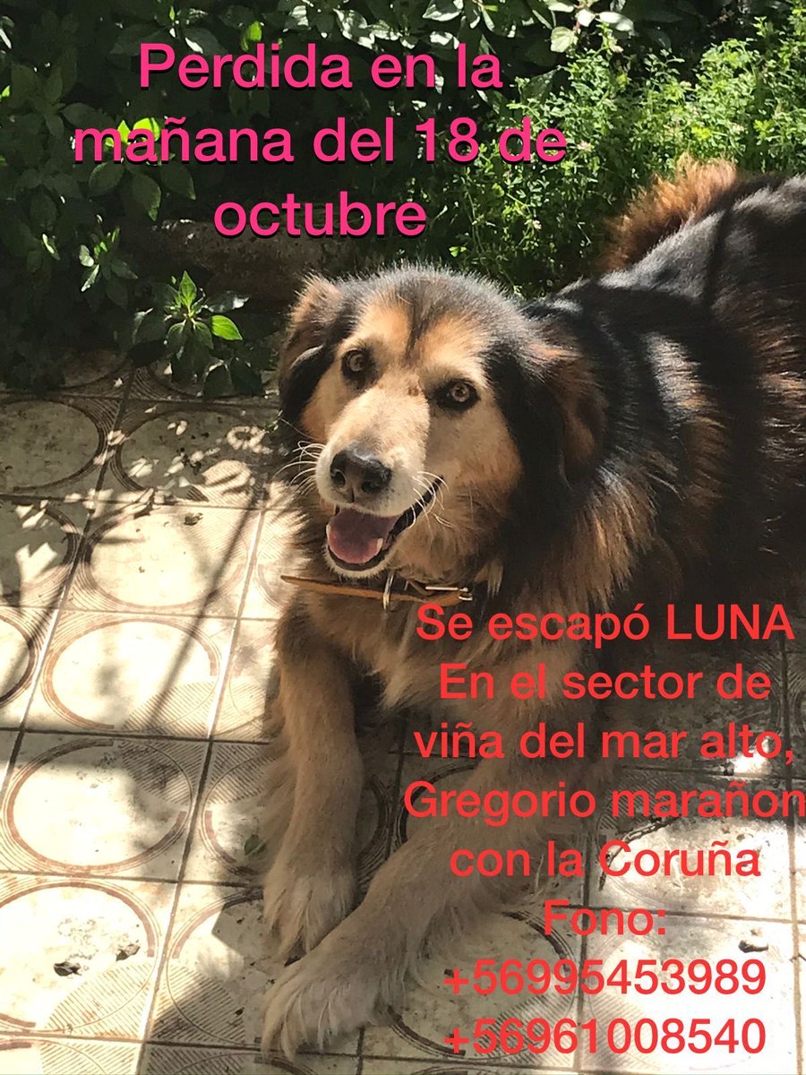 macaciu's tweet photo. 🚨🚨🚨Se Busca!! Viña del Mar alto!🚨🚨🚨🚨⁦@BlanquitaMontt⁩ #viñadelmar https://t.co/kczRAHRE9E