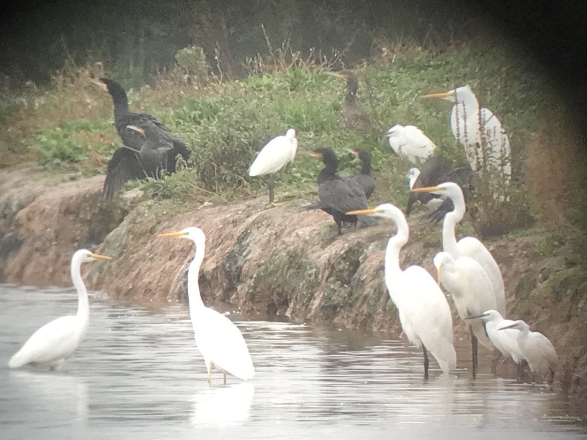 Little Egret (8) leading by a short head with Great Egret numbering (7) at #RipplePits today. Cattle Egret still remains the rarest egret in the county ⁦@WorcsBirding⁩