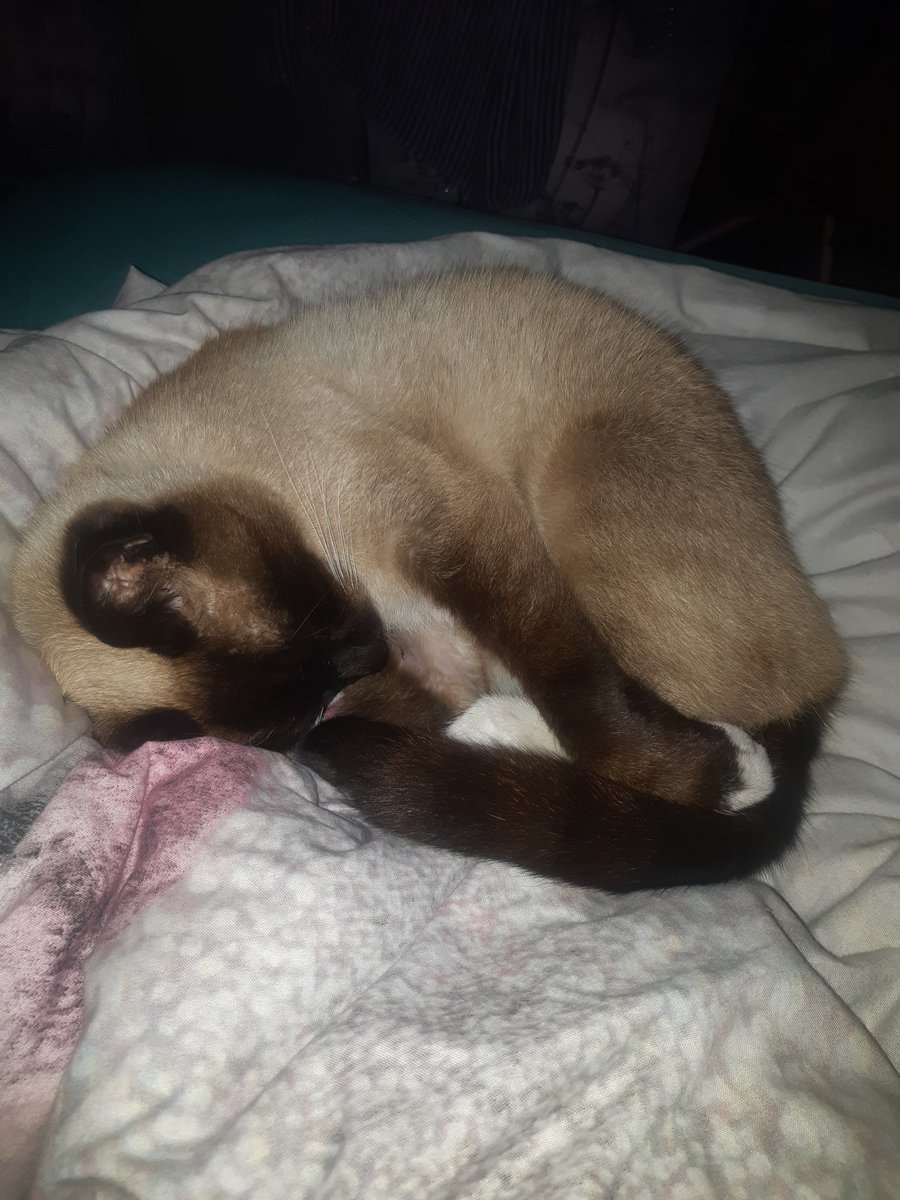 Chancethebeaut1's tweet photo. Rainy Monday ,hope you all had a good day! π§ #CatsOfTwitter #keepingdry https://t.co/3nZok6czPx
