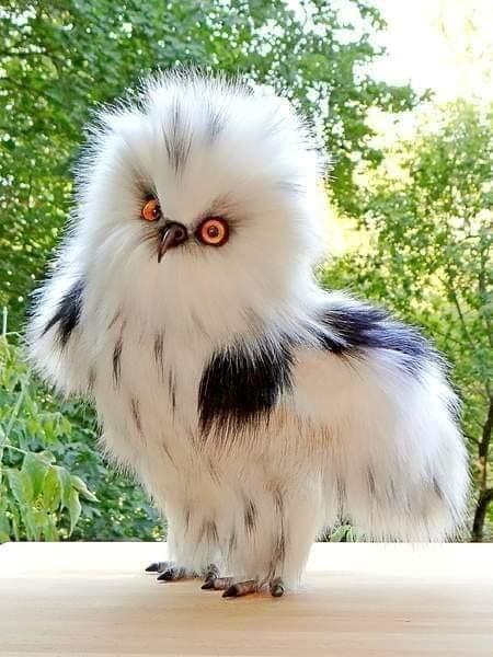 #NaturePhotography #beauty #birds #nature 💚