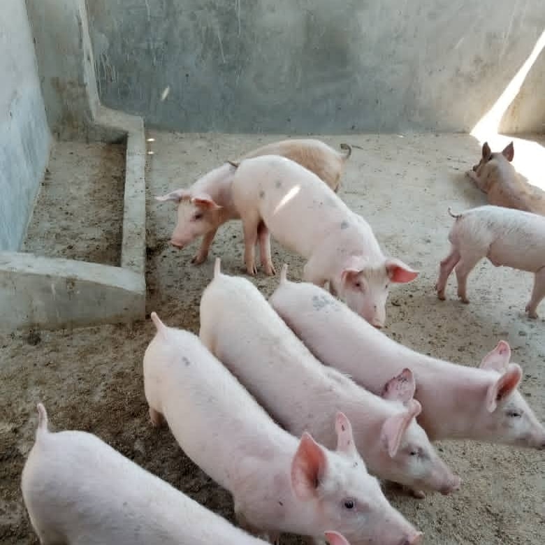 musaragerald's tweet photo. Im inspired by individuals like @terrymap1 and Trish Tatenda Hakata, ambitious buddies who have become serious agropreneurs. As such i have started my small piggery project. I wish to create employment for my fellow youths in Seke. Please follow me &amp; be part of this journey. https://t.co/k3eL0nqZEG