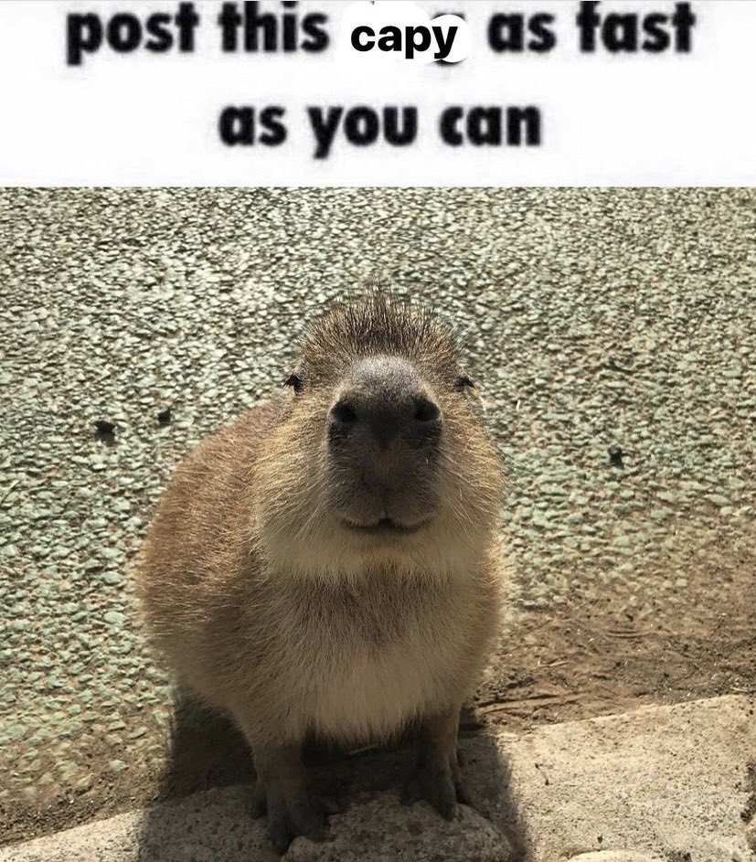 CAPYBARA_MAN's tweet image. 