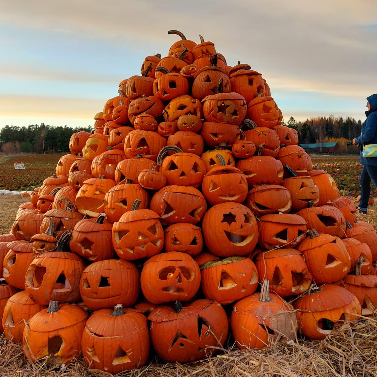 Hanna_Koivisto's tweet photo. Rannikon Halloween koettu, upeita kurpitsoja ja loistava tunnelma tänäkin vuonna. Pienellä pellolla Halikonjoen kupeessa on käynyt viikossa jo yli 70 000 ihmistä. Iso hatunnosto yrittäjälle elämyksestä! #kurpitsaviikot #rannikonpuutarha https://t.co/Q2yFNAebfr