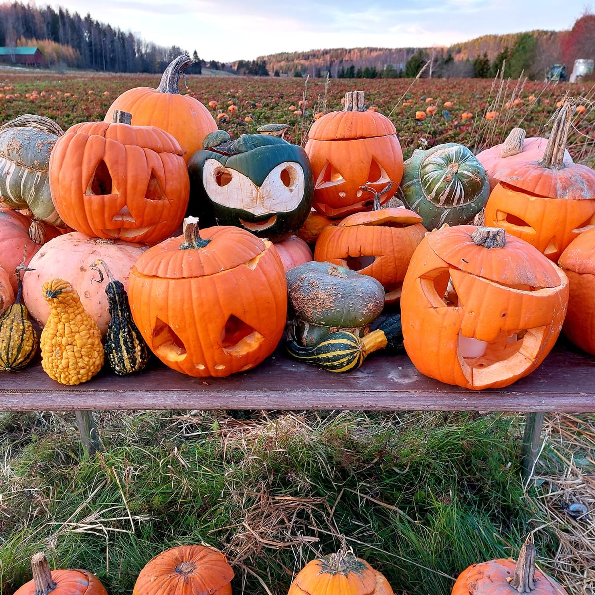 Hanna_Koivisto's tweet photo. Rannikon Halloween koettu, upeita kurpitsoja ja loistava tunnelma tänäkin vuonna. Pienellä pellolla Halikonjoen kupeessa on käynyt viikossa jo yli 70 000 ihmistä. Iso hatunnosto yrittäjälle elämyksestä! #kurpitsaviikot #rannikonpuutarha https://t.co/Q2yFNAebfr