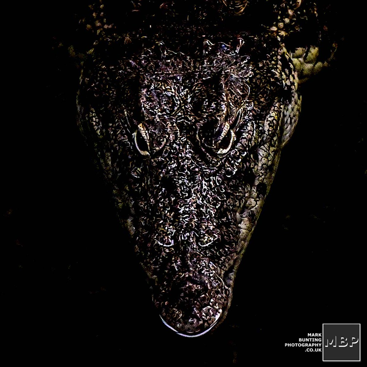 MBuntingPhoto's tweet photo. In Deepest Oxfordshire - 'You are being watched!' - @CrocsOfTheWorld #crocodiles #Crocs #alligators #WexMondays https://t.co/McQPlNUMKb