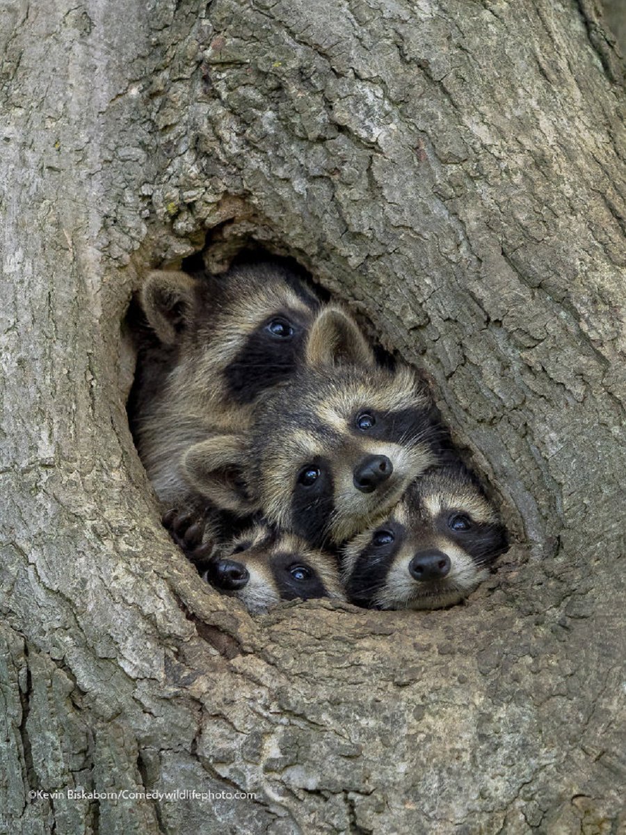 CRCiencia's tweet photo. Cachorros de mapache en confinamiento domiciliario (Kevin Biskaborn, 2021) #ComedyWildlifePhotographyAwards2021 https://t.co/MHEzF2EnLe