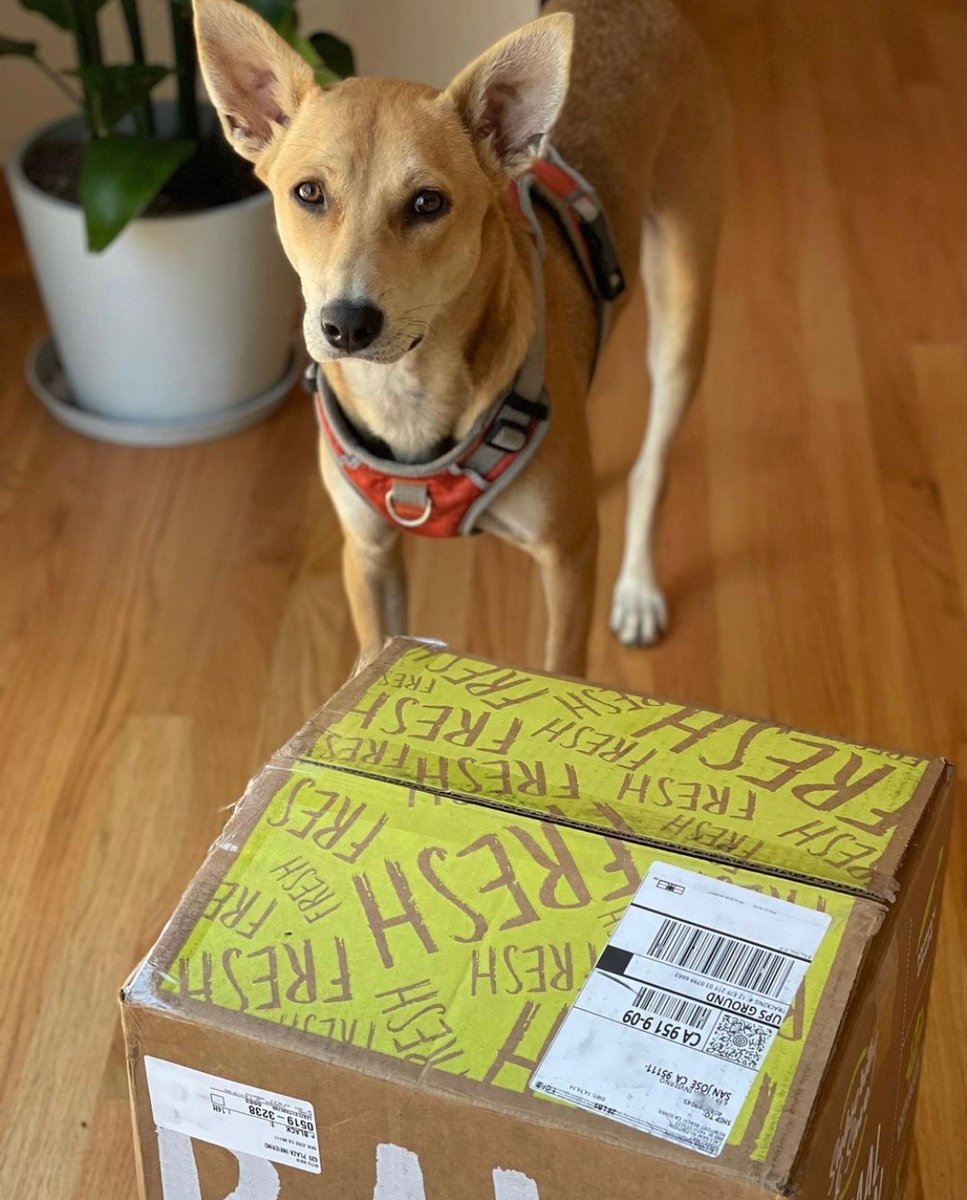 caliraw's tweet photo. Dog's love mail too!

Dog Food Delivered @CaliRaw https://t.co/6XX0T9jNu5