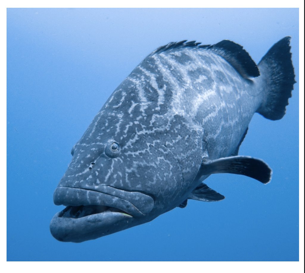 What is your favorite time of year to go #deepseafishing ?

Have you scheduled a trip during that time yet?  
If not, call today and get your next trip on the calendar.