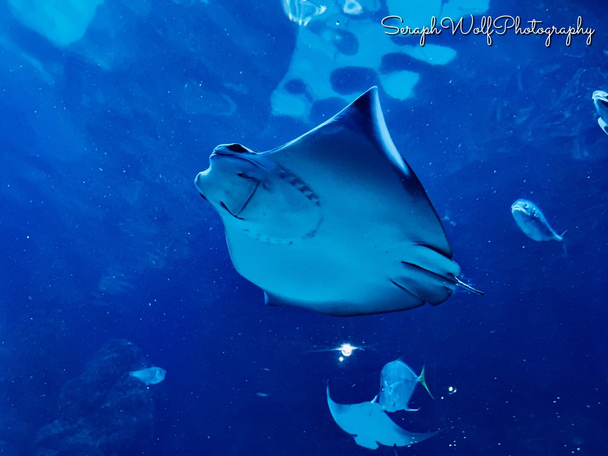 SWPhotography95's tweet photo. The ocean life has always called out to me 🌊 so I loved going to the #denveraquarium  for my birthday over the weekend. Being in the tube, feeling like I was really under water felt so amazing and calming. Find peace in what makes you happy and fuels your soul🤿 #oceanlife https://t.co/kfIazRMKIy