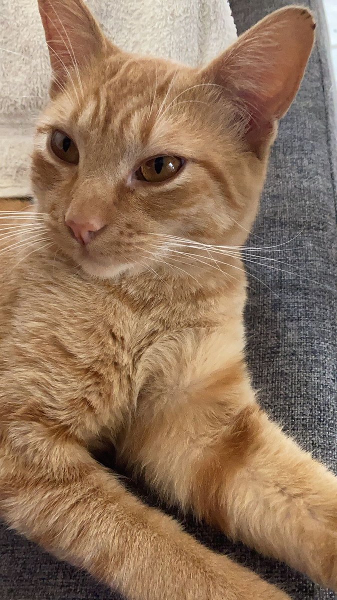 JaviCastelazo's tweet photo. Esta belleza de gatito está buscando casita. Dadle retweet para que llegue a buenas manos.
#homeless #catlovers #AdoptaNoCompres https://t.co/mXzC1tqqYP