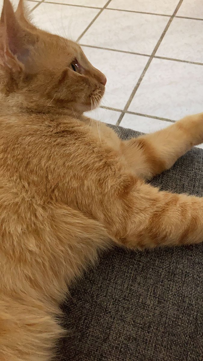 JaviCastelazo's tweet photo. Esta belleza de gatito está buscando casita. Dadle retweet para que llegue a buenas manos.
#homeless #catlovers #AdoptaNoCompres https://t.co/mXzC1tqqYP