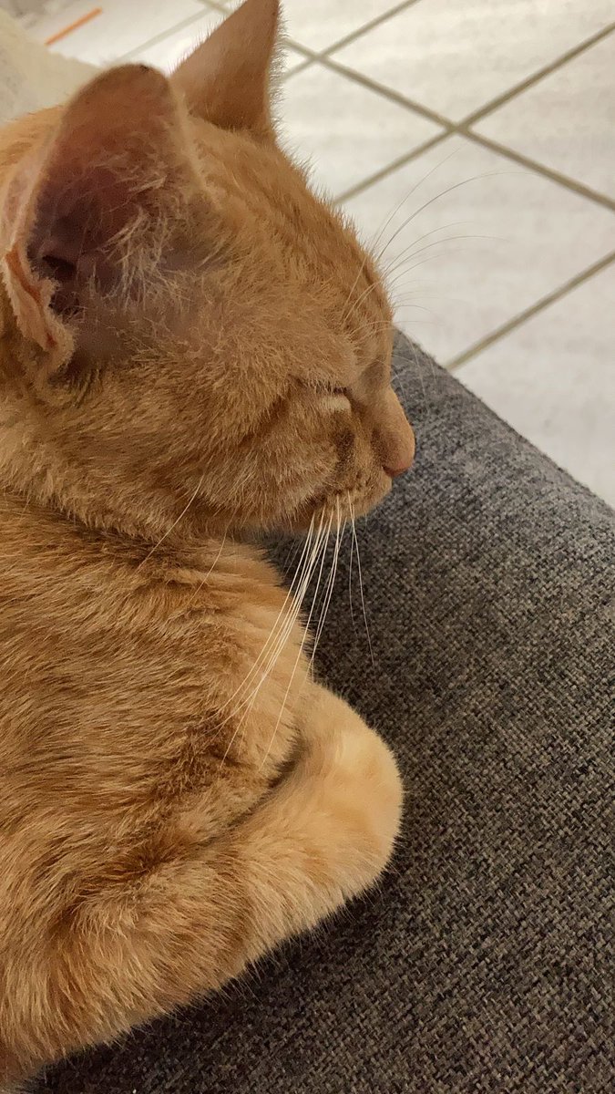 JaviCastelazo's tweet photo. Esta belleza de gatito está buscando casita. Dadle retweet para que llegue a buenas manos.
#homeless #catlovers #AdoptaNoCompres https://t.co/mXzC1tqqYP