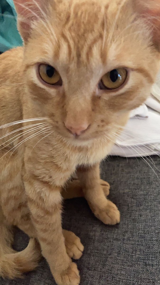 JaviCastelazo's tweet photo. Esta belleza de gatito está buscando casita. Dadle retweet para que llegue a buenas manos.
#homeless #catlovers #AdoptaNoCompres https://t.co/mXzC1tqqYP