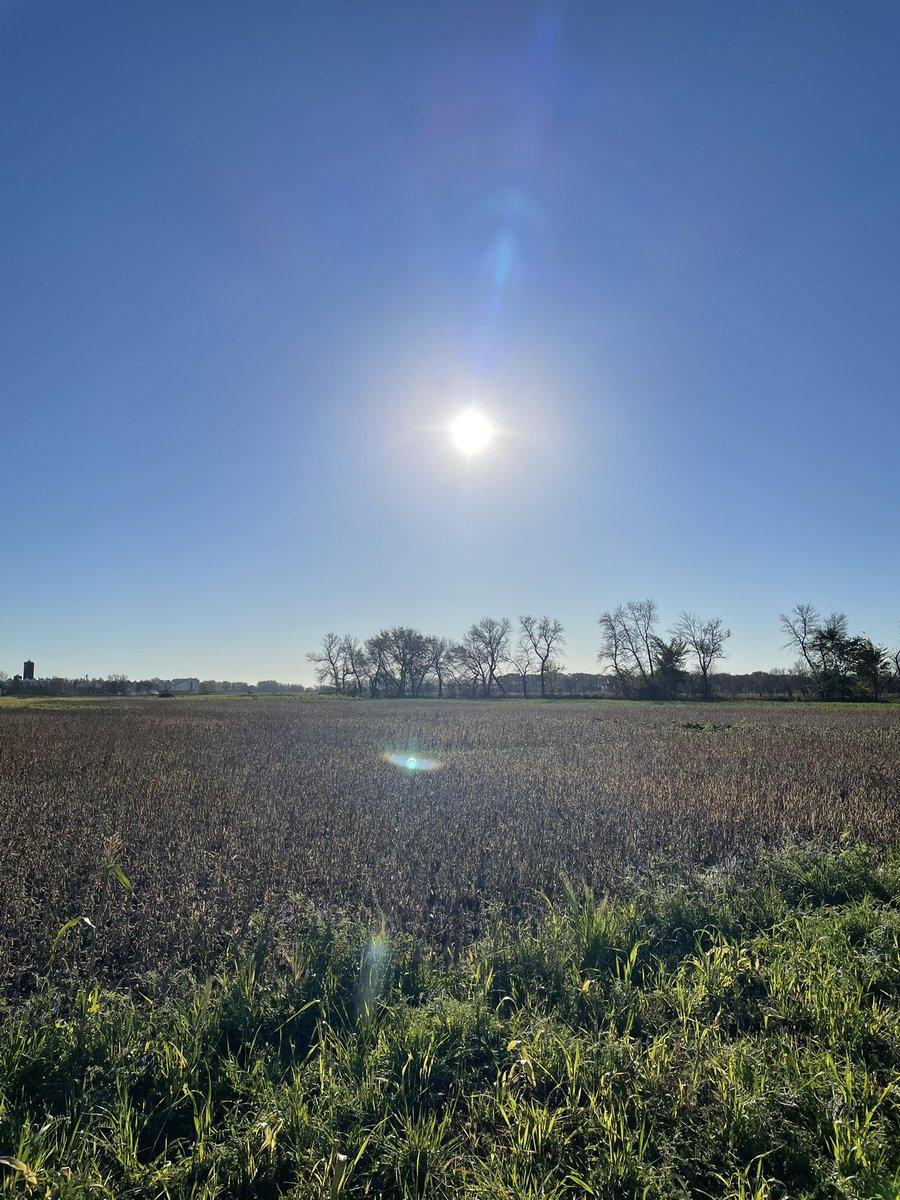 EnsQualitySeed's tweet image. The flags are all pulled out, today is finally the day that our soybean plot gets harvested. It was a challenge to find a reliable harvester, but we finally got it all sorted out. Hoorah!

#soybeanplot #trials #Harvest2021