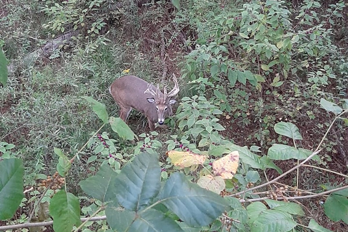 GameAndFishMag's tweet photo. That's a whole lot of velvet! This deer never shed its velvet or rack in 2020. It stayed in velvet and kept on growing. #BigBuckReport #whitetails #nontypical #bowhunting (Photos by Scott Hodges)
Read more: https://t.co/ztVKa64aag https://t.co/hkHc8DoJlk