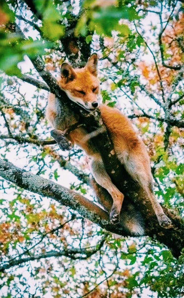 лис на задних лапах. лиса лезет на дерево. серая лиса. обыкновенная лисица. лиса лезет.