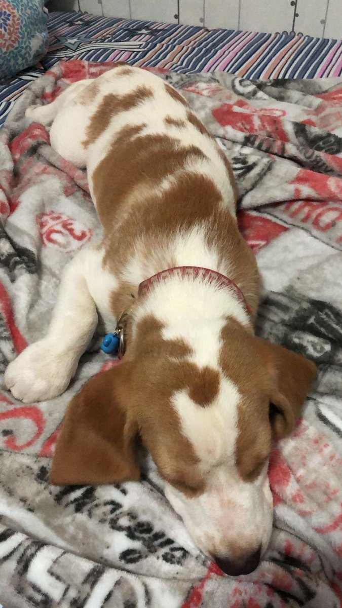 Lici_Feng's tweet photo. Tidak.pernah kepikir pelihara anjing , apalg anjing jenis Beagle yg gak bisa diam. Dulu  kepikir seandaianya punya anjing maunya yg kecil .manis . Ehhh ini  malah jenis pemburu. Skrg malah  bobo  di kamar . Akhhh  gw fall in love  this naughty boy ❤🐶 https://t.co/107rVB15fK