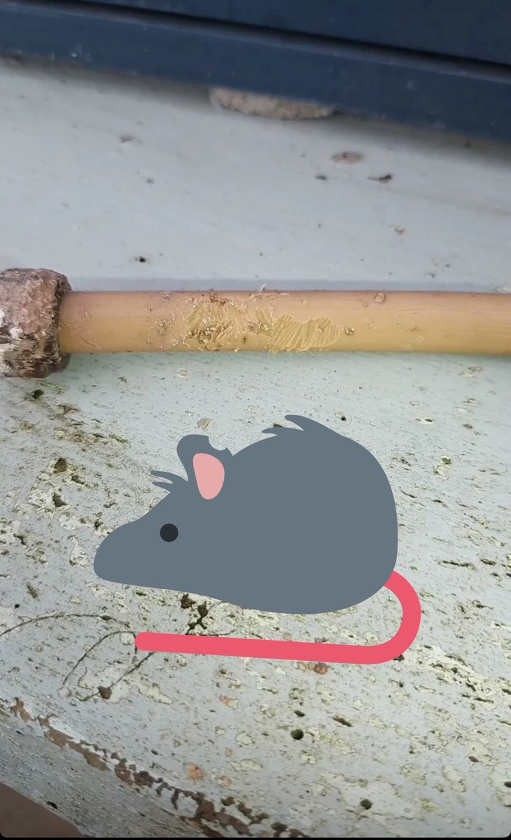 Leak caused by a rodent