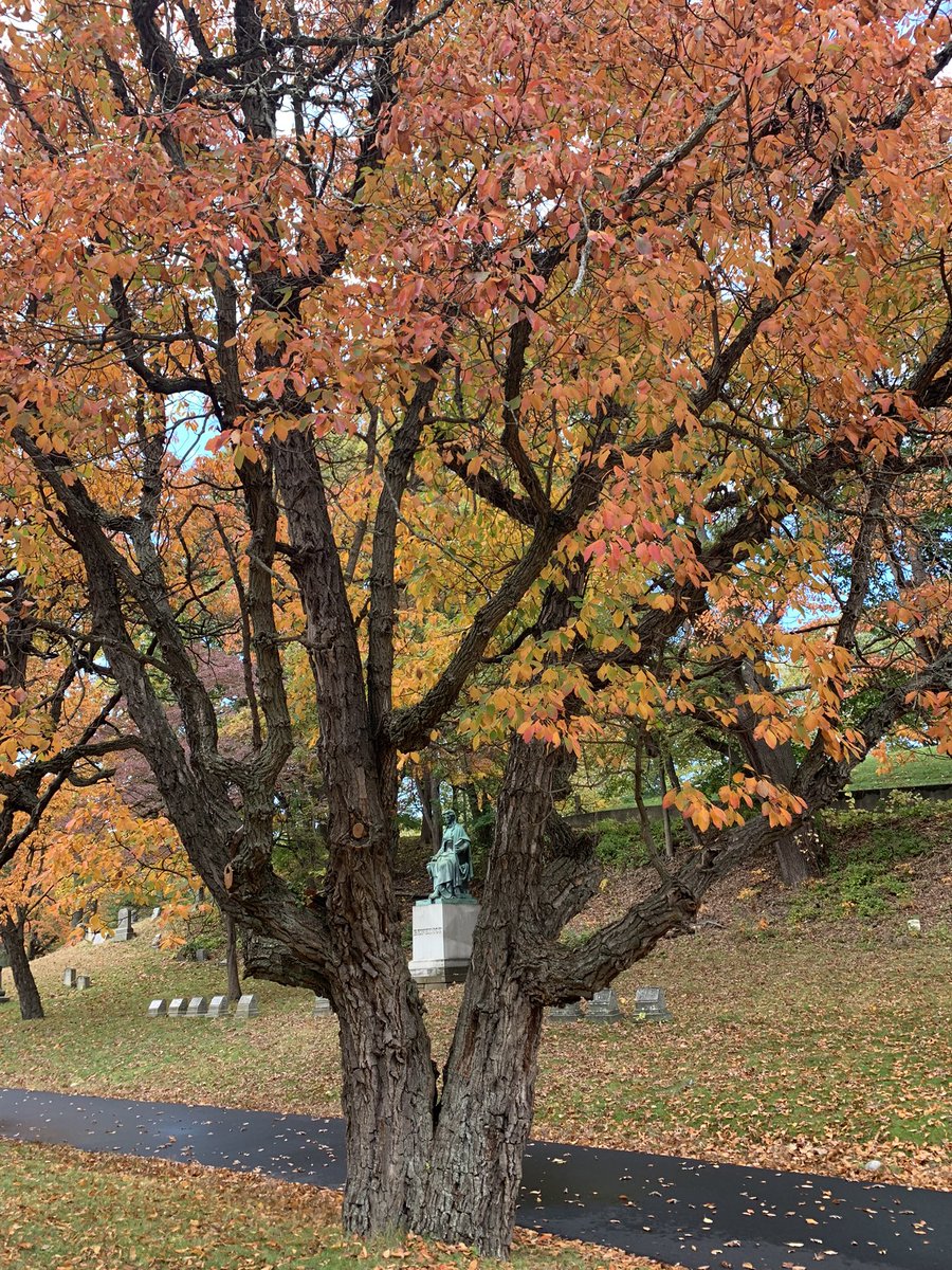 A beautiful sassafras tree at Riverside Cemetery. #leaftober