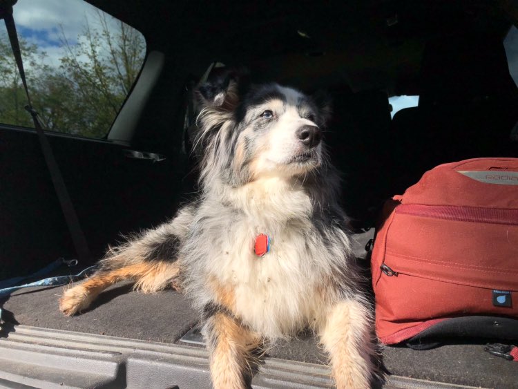 MartineBotany's tweet photo. “All done. Now get all these burs out of my coat and take me home.” #dogseeddispersal #formerwolf https://t.co/34Z42CYrho