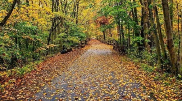 cthumanist's tweet image. RSVP now for our fall foliage walk on October 30!
meetup.com/cthumanist/eve…